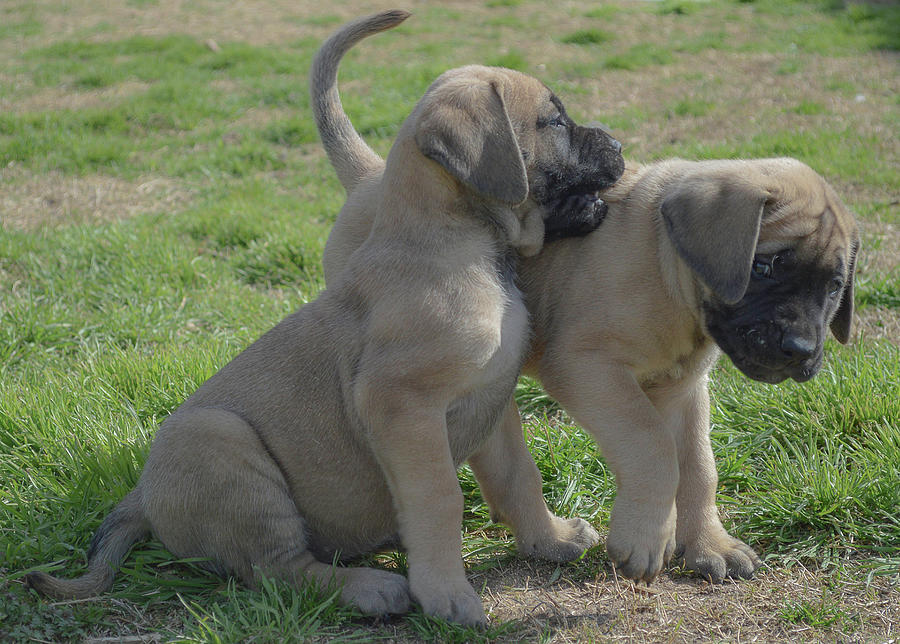 ENGLISH MASTIFF 7300930479